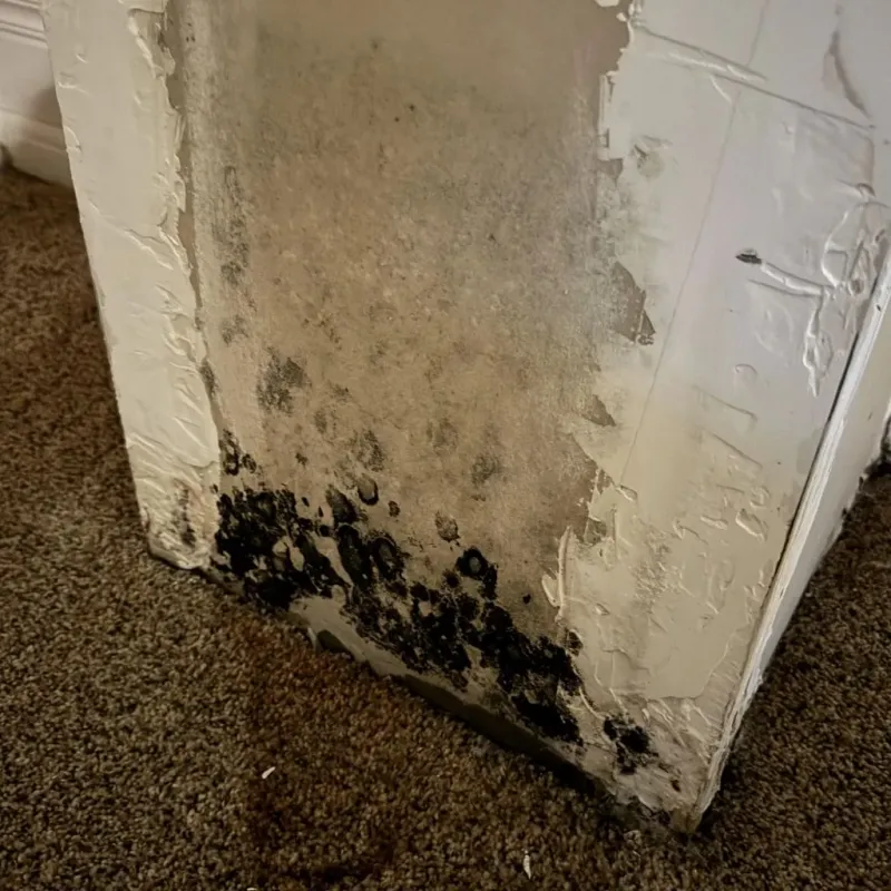 Professional Mold Removal in Pittsburg, KS